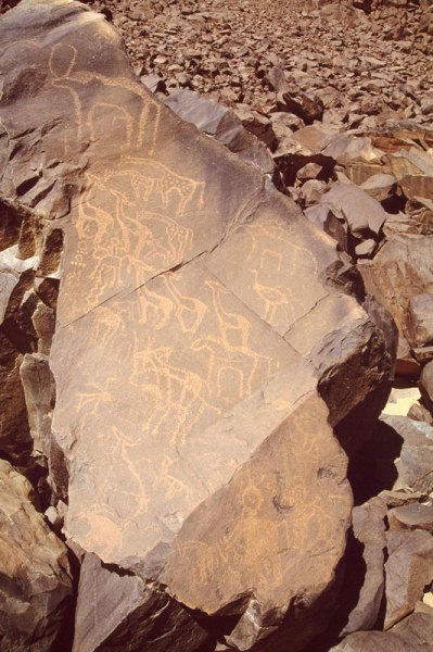 Air Mountain, Niger. Pecked outline engravings of antelope with mane, three decorated giraffe, five elongated gazelle, man riding horse(?), man riding lion, lion tracks, kudu bull, horse, antelope with long horns superimposing horse, ostrich. Image ID: nigeam0010082