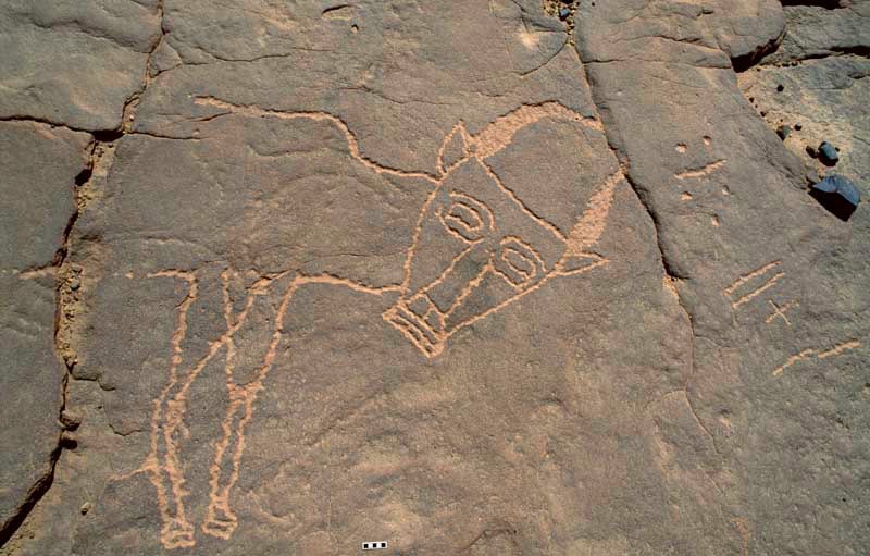 Northern Air Mountain. Engraving of cow and Tifinagh script. Scale bar. Image ID: nignam0020009