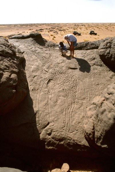 Western Air Mountains, Niger. Looking up giraffes’ bodies. Image ID: nigwam0010039