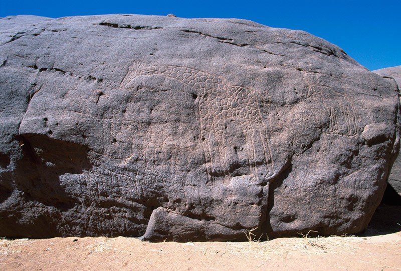Western Air Mountains, Niger. Wall of Big Cow Rock. Panel of pecked engravings. Decorated giraffe with smoothed lines facing left; possible recent line from nose. Below giraffe’s neck, block-pecked and seriously eroded antelope with curved horn facing left. Image ID: nigwam0010238