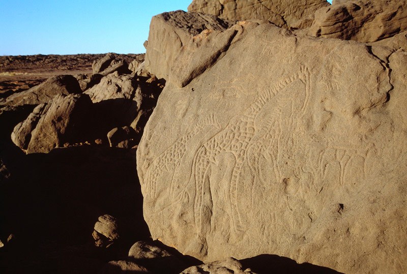 Western Air Mountains, Niger. Vertical sandstone face with small eroded engravings of animals including giraffe and antelope, superimposed by large engravings with polished lines of three decorated giraffes facing right, and emissions from each giraffe’s nose. Later Pastoral Period. Near top of boulder, pecked engravings of several predators (dogs?) facing right. Image ID: nigwam0070002