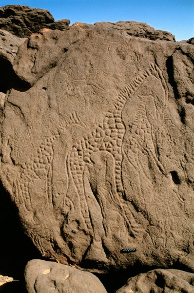 Western Air Mountains, Niger. Three decorated giraffes. Image ID: nigwam0120001