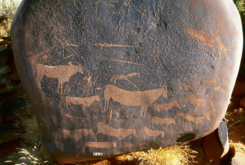 Panel of engravings depicting eland, zebra and other animals including possible predator top right, SOANTC0050011
