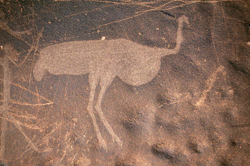 Detail featuring engraving of an ostrich, SOANTC0050016