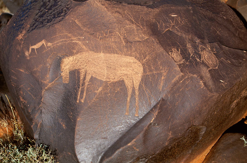 Engraving of an animal, possibly zebra. Note the small spread-legged animal far right, possibly a frog, SOANTC0050020