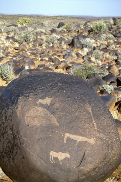 Engravings of animals and other scratchings on a darkly patinated boulder. An eland is identifiable below and the animal top left could be a now extinct black wildebeest, SOANTC0050033