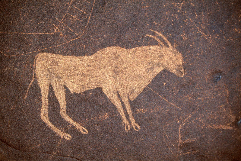 Closeup of eland from previous image, SOANTC0050035