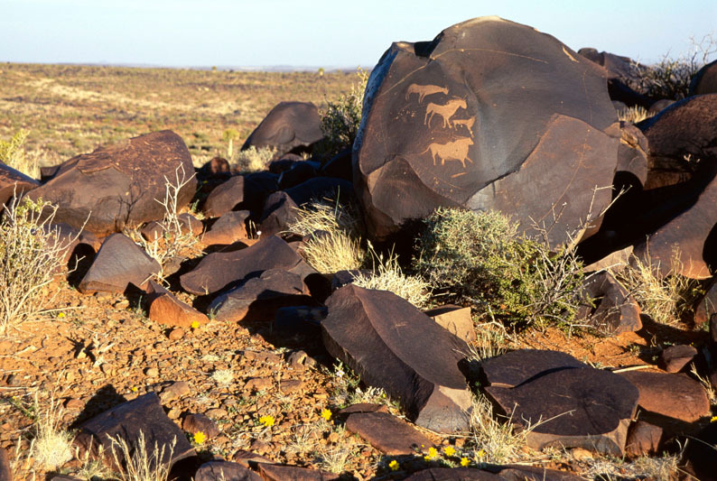 Group of engraved animals on a darkly patinated rock. The animal at the bottom is easily recognisable as the powerful male eland, SOANTC0050041