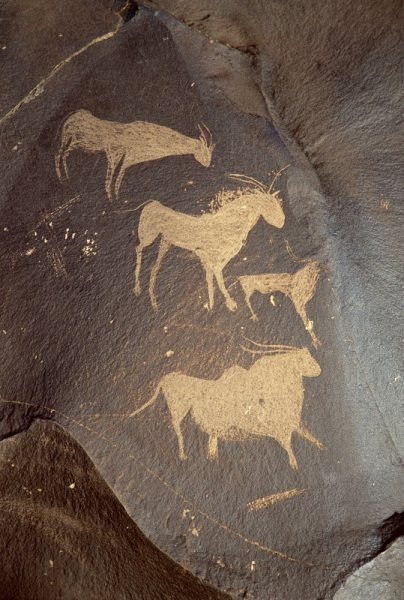 Close-up of various antelope including male eland from previous image, SOANTC0050043