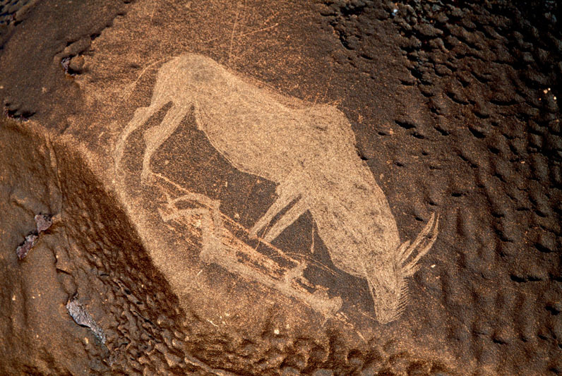 Close-up of an eland engraving apparently showing a hunter on his back firing an arrow up at the eland. Since such a scene would be impossible, this is likely to be a symbolic scene possibly involving control over the animal, SOANTC0050046