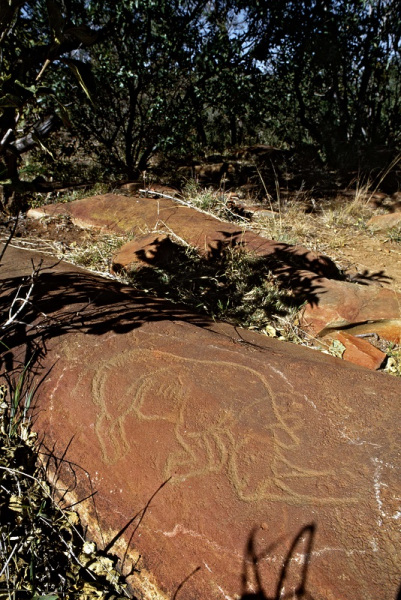 Rhino etching on a flat rock in the former Southern Transvaal, SOASTR0010003