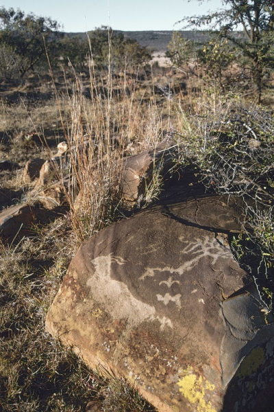 Rock engraving of an eland apparently emerging from grasses. The rock has lichen growing on it that gives the appearance of dense grasses, SOASTR0010033