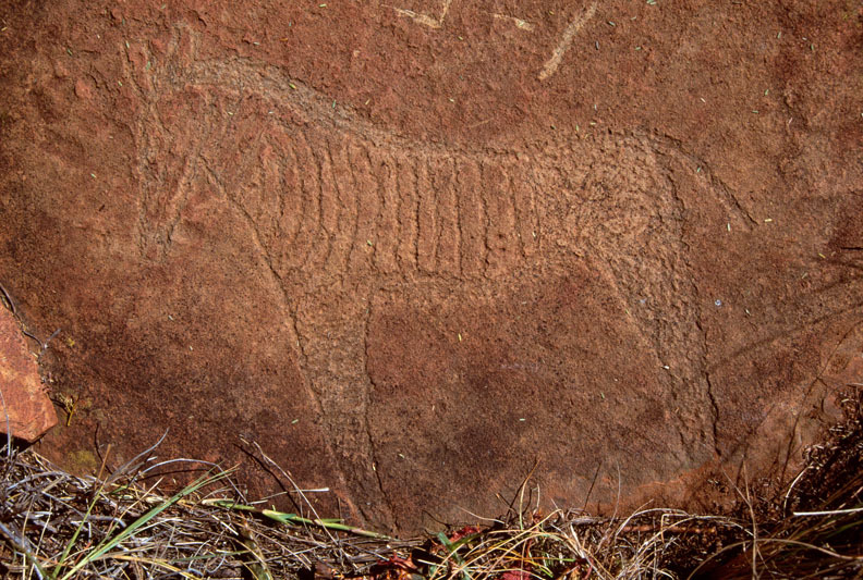Detailed engraving of a zebra in the former Southern Transvaal, SOASTR0010036