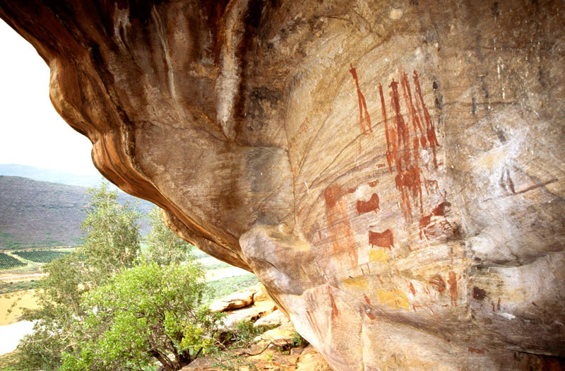 Thick red paintings of several human figures and polychrome red and white eland on a shelter wall in the South Western Cape, SOASWC0020002