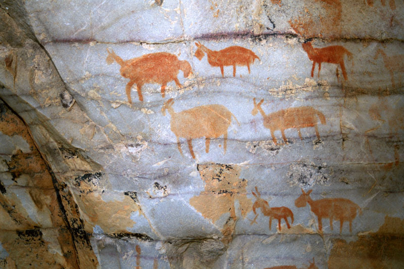 Paintings of fat-tailed sheep, SOASWC0120024