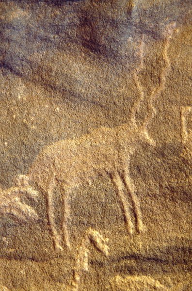 Karkul Tahl, Sudan. Kudu antelope facing right. Image ID: sudkta0030014