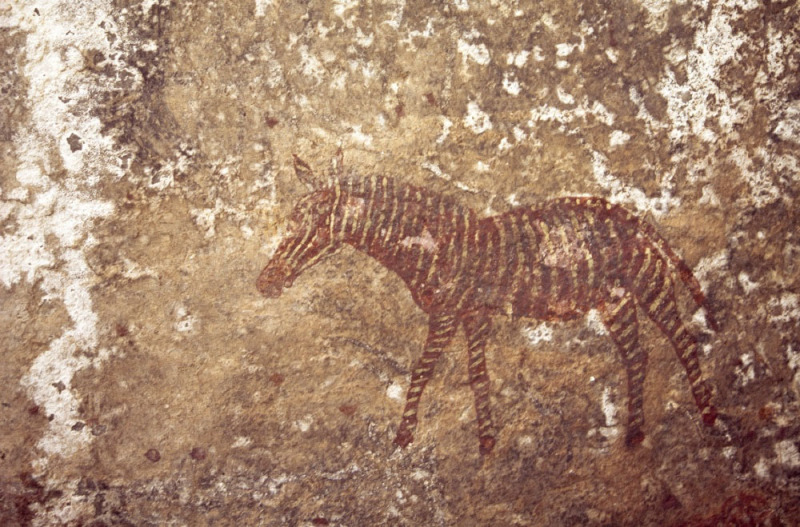 Finely detailed bichrome zebra. Mashonaland, Zimbabwe. Image ID: zimmsl0240020