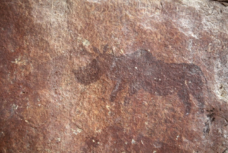 Close view of the rhino. Mashonaland, Zimbabwe. Image ID: zimmsl0240026